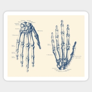 Double Hand Skeletal Diagram - Vintage Anatomy Print Sticker